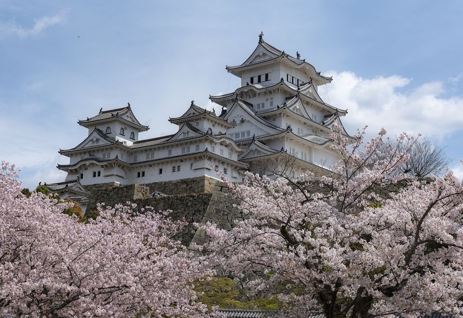 Himeji Castle among cherry blossoms in Japan