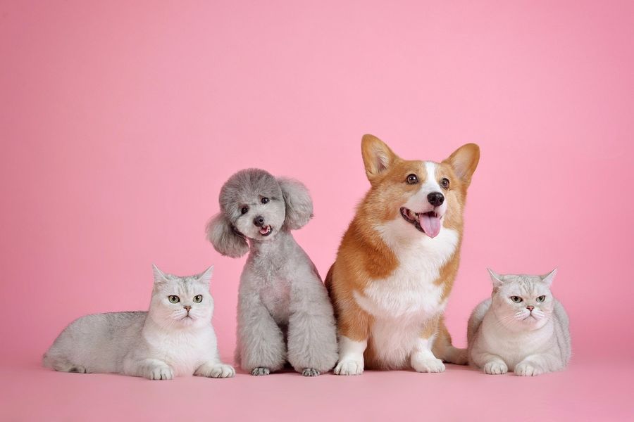 A corgi, a poodle and two cats sitting together against a pink background